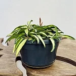 Хойя Вайети Триколор d15/h20