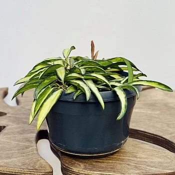 Хойя Вайети Триколор d15/h20