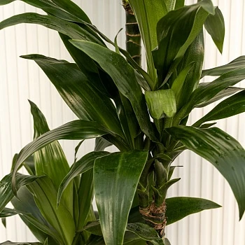 Драцена фрагранс Джанет Крейг d27/h190