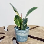 Фикус Эластика Тинеке d6/h15