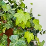 Хедера d24/h100