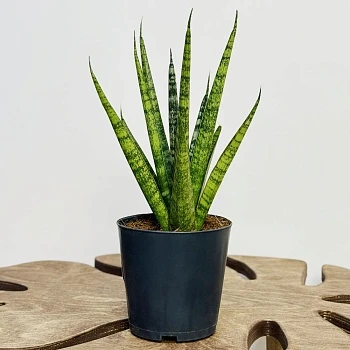 Сансевиерия Цилиндрика Сэм d12/h30