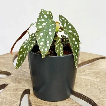 Бегония пятнистая Вайти d12/h20