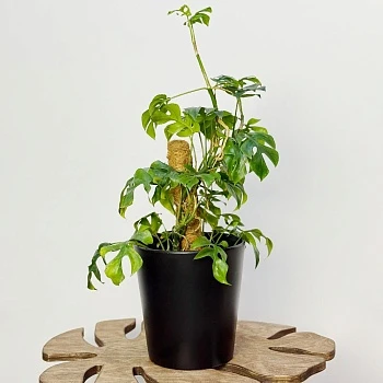 Рафидофора Тетрасперма d17/h70