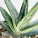 Гастерия Литтл Варти d12/h15