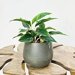 Аглаонема Мистерио d12/h30