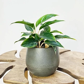 Аглаонема Мистерио d12/h30