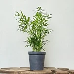 Хамедорея Элеганс d12/h40