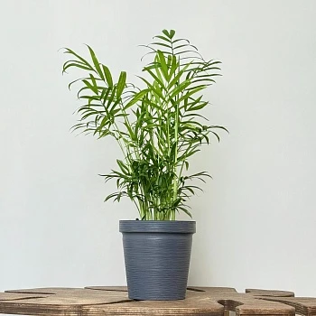 Хамедорея Элеганс d12/h40