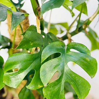 Рафидофора Тетрасперма d17/h70