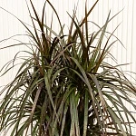 Драцена маргината Маджента d24/h105