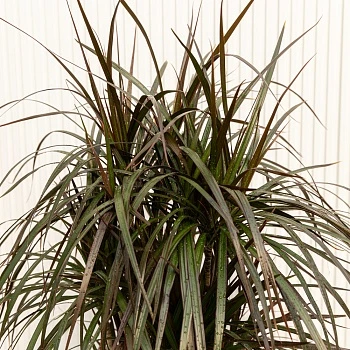 Драцена маргината Маджента d24/h105