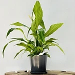 Спатифиллум Свит Чико d13/h55