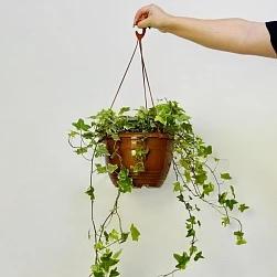 Хедера Вариегата d24/h80