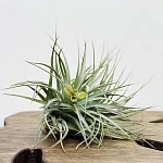 Тилландсия атмосферная микс