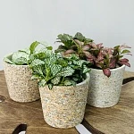 Фиттония микс 