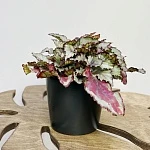 Бегония Мэджик Колорс  d12/h25 