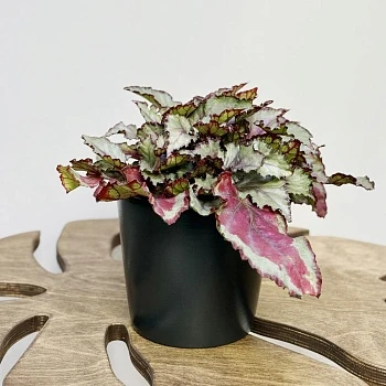 Бегония Мэджик Колорс  d12/h25 