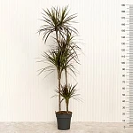 Драцена маргината Маджента d27/h190