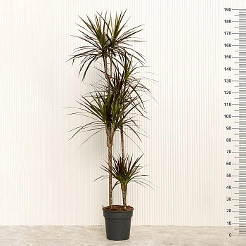 Драцена маргината Маджента d27/h190