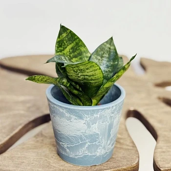 Сансевиерия Ханни d6/h15