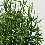 Рипсалис Хатиора d11/h20