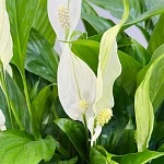 Спатифиллум Беллини d23/h45 