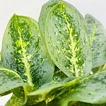 Аглаонема Лемон Минт d19/h50