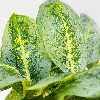 Аглаонема Лемон Минт d19/h50