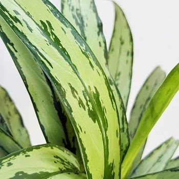 Аглаонема Кутласс d12/h35