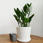 Замиокулькас Лакки d14/h45