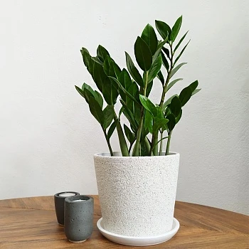 Замиокулькас Лакки d14/h45