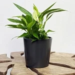 Спатифиллум Корто d12/h30