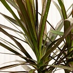 Драцена маргината Маджента d27/h190