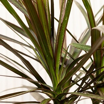 Драцена маргината Маджента d27/h190