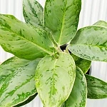 Аглаонема Чинто Куин d14/h45