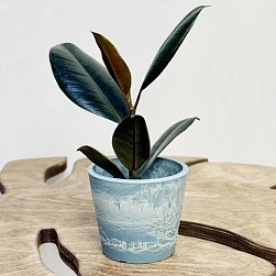 Фикус Эластика Робуста d6/h15