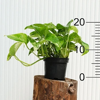 Эпипремнум Марбл Квин d12/h20