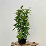 Хойя Карноза d15/h75