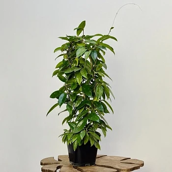 Хойя Карноза d15/h75