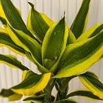 Драцена фрагранс Еллоу Кост d17/h70