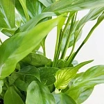 Спатифиллум Корто d12/h30