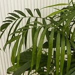 Хамедорея Зейфрица  d24/h130