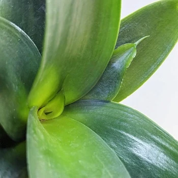 Сансевиерия Блэк Ханни d6/h15