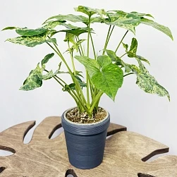 Сингониум Моттлед d12/h35