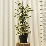 Фикус Бенджамина Старлайт d19/h100