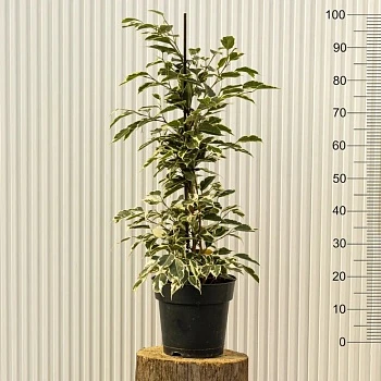 Фикус Бенджамина Старлайт d19/h100