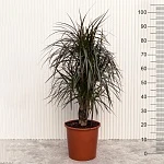 Драцена маргината Маджента d24/h105