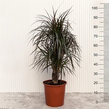 Драцена маргината Маджента d24/h105