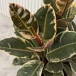 Фикус Эластика Тинеке  d27/h105
